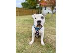 Adopt Mars a Pit Bull Terrier / Mixed dog in Lancaster, OH (39034808)