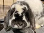 Adopt Kimber a Mini Lop / Mixed rabbit in MARSHFIELD, WI (39004064)
