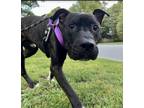 Adopt Apollo a American Staffordshire Terrier / Mixed dog in Raleigh