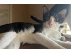 Adopt Costas a Domestic Shorthair / Mixed (short coat) cat in Phoenix