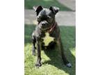 Adopt Big a Black - with White Pug / Mixed dog in Dana Point, CA (39031375)