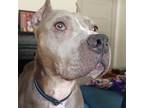 Adopt Misty - ATL a Gray/Silver/Salt & Pepper - with Black Mixed Breed (Medium)