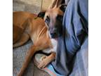 Adopt Daisy - ATL a Brown/Chocolate Mixed Breed (Medium) / Mixed dog in New York