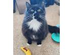 Adopt Disco a Black & White or Tuxedo Domestic Longhair / Mixed (long coat) cat