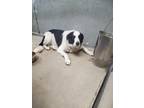 Adopt Earls (Bella) a White Border Collie / Mixed dog in Madera, CA (39033905)