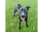 Adopt Romo a Black Labrador Retriever / Mixed dog in Austin, TX (39034150)