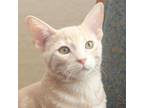 Adopt Purrguson-(jill) a Cream or Ivory Tabby (short coat) cat in Prescott