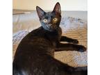 Adopt Count Chocula a All Black Domestic Shorthair / Mixed cat in Wichita