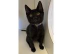 Adopt Skeeter a Domestic Shorthair / Mixed cat in Monterey, CA (39012043)