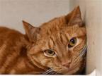 Adopt HOBBES a Domestic Mediumhair / Mixed (medium coat) cat in Denver