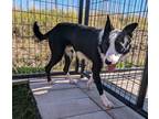 Adopt Fred Weasley a Black Border Collie / Mixed dog in Divide, CO (39033671)