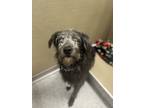 Adopt Virginia a Black Terrier (Unknown Type, Small) / Mixed dog in Durango