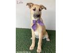 Adopt Lola a Tan/Yellow/Fawn - with Black Irish Terrier / Mixed dog in San