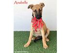 Adopt Anabelle a Tan/Yellow/Fawn - with Black Belgian Malinois / Mixed dog in