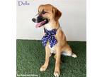 Adopt Della a Tricolor (Tan/Brown & Black & White) Terrier (Unknown Type