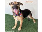 Adopt Rosalyn a Black - with Tan, Yellow or Fawn German Shepherd Dog / Mixed dog