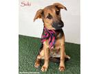 Adopt Suki a Black - with Tan, Yellow or Fawn German Shepherd Dog / Mixed dog in