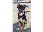 Adopt Truck* a Shepherd (Unknown Type) / Mixed dog in Pomona, CA (39023251)