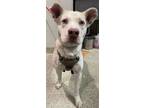 Adopt Biscuit* a Pit Bull Terrier / Siberian Husky / Mixed dog in Pomona