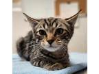 Adopt Jonathan a All Black Domestic Shorthair / Domestic Shorthair / Mixed cat