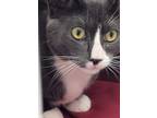 Adopt Silver a Gray or Blue Domestic Shorthair / Domestic Shorthair / Mixed cat