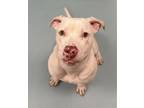 Adopt Sprinkles a White American Pit Bull Terrier / Mixed dog in Irving