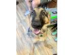 Adopt Creek a German Shepherd Dog / Mixed dog in Shreveport, LA (39013350)
