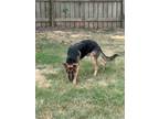 Adopt Sarge a German Shepherd Dog / Mixed dog in Shreveport, LA (39013351)