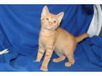 Adopt Ivy - 37922 a Orange or Red Domestic Shorthair / Mixed (short coat) cat in