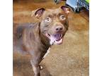 Adopt Java a Brown/Chocolate American Pit Bull Terrier / Labrador Retriever /