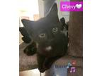 Adopt Chevy a Black & White or Tuxedo Domestic Shorthair / Mixed cat in