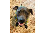 Adopt Hope a Gray/Blue/Silver/Salt & Pepper Hound (Unknown Type) / American