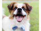 Adopt Homer a Spaniel (Unknown Type) / Mixed dog in San Ramon, CA (38953559)