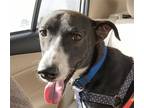 Adopt Blake a Saluki / Mixed dog in San Ramon, CA (38985904)