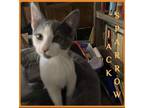 Adopt JACK SPARROW a Gray or Blue (Mostly) Domestic Shorthair / Mixed (short