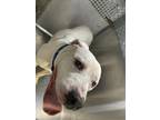 Adopt Bagle a White American Pit Bull Terrier / Mixed dog in Fort Worth