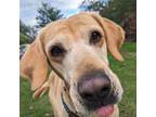 Adopt Sunflower (mcas) a Labrador Retriever / Mixed dog in Troutdale