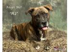 Adopt RJ a Black - with Brown, Red, Golden, Orange or Chestnut Dutch Shepherd /