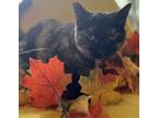 Adopt Nari: Torti Charm with a Heart of Gold a Domestic Shorthair / Mixed (short