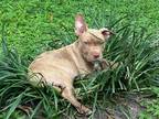 Adopt Puppy Derek a Brindle Mixed Breed (Medium) dog in Crescent City