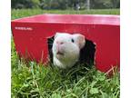 Adopt Bert a Guinea Pig small animal in New York, NY (39032767)
