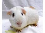 Adopt Ernie a Guinea Pig small animal in New York, NY (39032766)