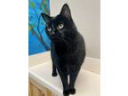 Adopt Luna a All Black Domestic Shorthair / Domestic Shorthair / Mixed cat in