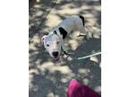 Adopt King a White American Pit Bull Terrier / Mixed dog in Baton Rouge