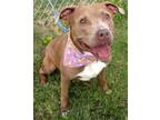 Adopt Barbie a Brown/Chocolate Mixed Breed (Large) / Mixed dog in