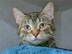 Adopt SHANIA a Brown or Chocolate Domestic Mediumhair / Mixed (medium coat) cat