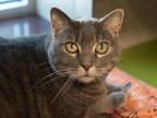 Adopt CLEO a Domestic Mediumhair / Mixed (medium coat) cat in Denver