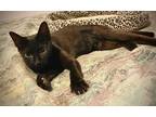 Adopt Shadow a All Black Domestic Shorthair (short coat) cat in Chattanooga