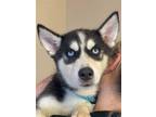 Adopt Kalani a Siberian Husky / Mixed dog in Matawan, NJ (39006767)