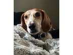 Adopt Sonny a Coonhound / Mixed dog in Matawan, NJ (39032483)